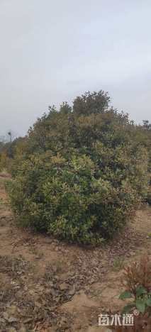 冠幅350厘米红叶石楠球