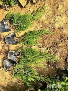 高度80厘米圆柏