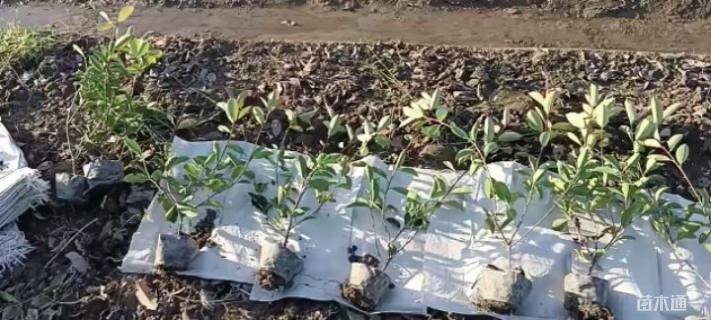 0.5公分红叶石楠