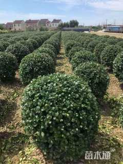 冠幅120厘米无刺枸骨球