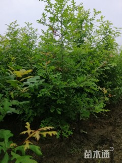 高度2000厘米娜塔栎小苗