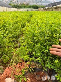 高度25厘米迎春花