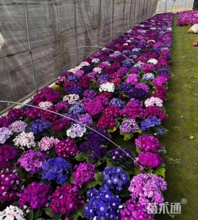 高度30厘米瓜叶菊