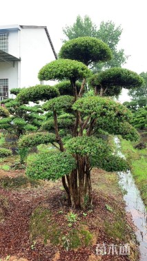 20公分造型亮金女贞