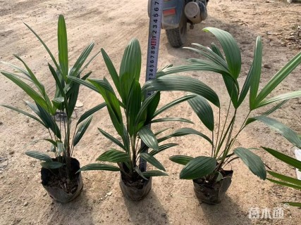 裸干高35厘米大叶棕竹