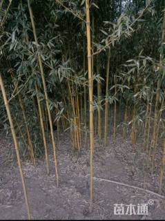 地栽苗金镶玉竹