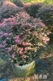 冠幅60厘米红花继木球