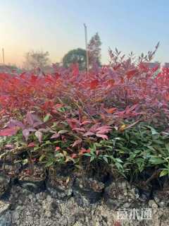 高度30厘米南天竹小苗