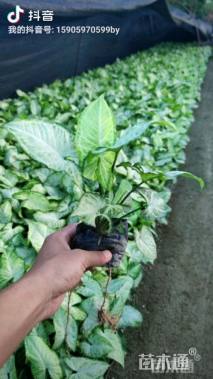 高度20厘米合果芋