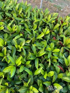 高度30厘米变叶木