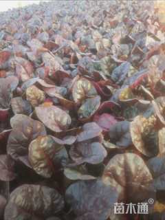 高度20厘米红叶甜菜