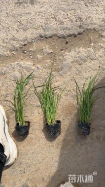 高度60厘米狼尾草