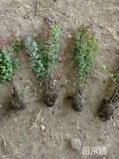 高度40厘米紫叶小檗