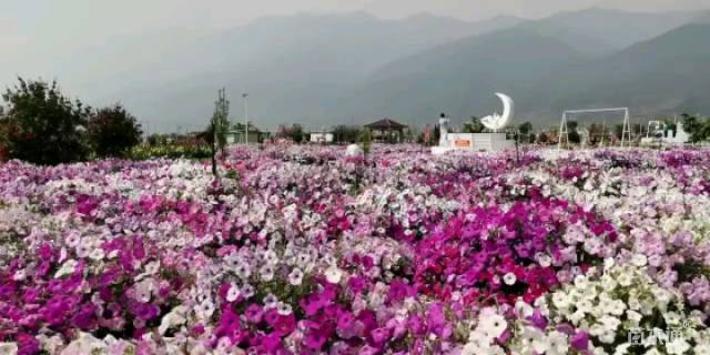 金鱼草种子金鱼草种子