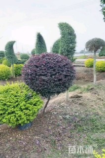 高度100厘米红花继木