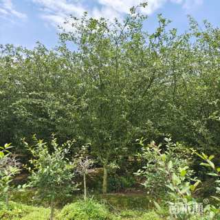 10公分垂丝海棠