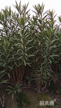 高度1500厘米红花夹竹桃