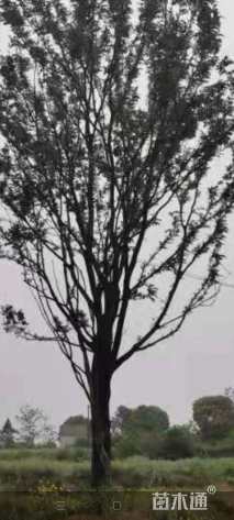 20公分朴树