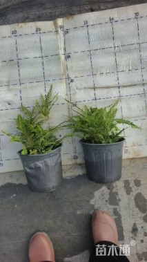 印度东青蕨1加仑