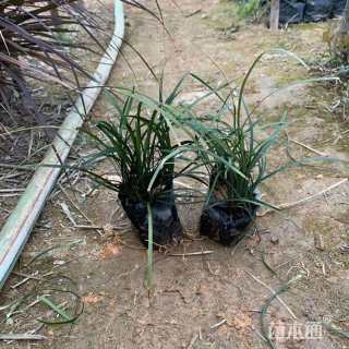 高度25厘米细叶麦冬草