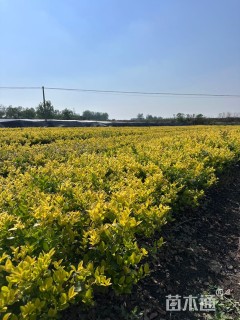 高度35厘米金森女贞小苗