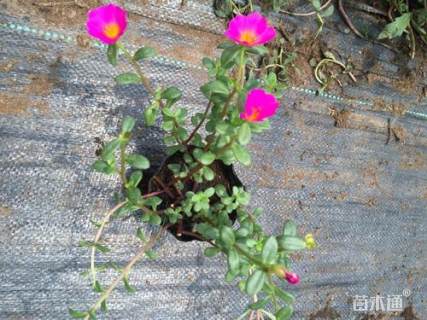 高度15厘米太阳花