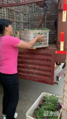 高度15厘米百日草
