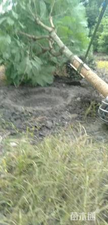 12公分黄花风铃木