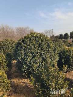 冠幅80厘米大叶黄杨球