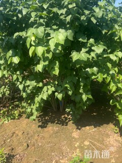 高度300厘米丛生紫丁香