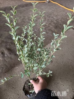 高度50厘米银姬小蜡