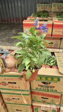 高度15厘米鼠尾草