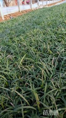 高度20厘米阔叶麦冬