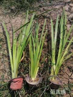 高度30厘米水生鸢尾