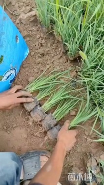 高度30厘米白花马蔺