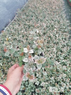 主蔓长20厘米花叶络石