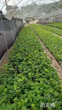 高度15厘米无尽夏绣球