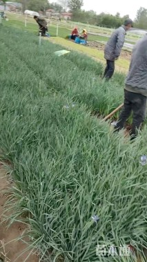 高度50厘米马莲