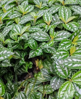 高度35厘米冷水花