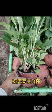 高度15厘米松果菊