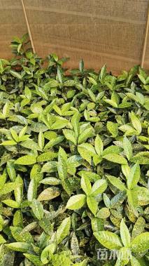 高度20厘米洒金珊瑚