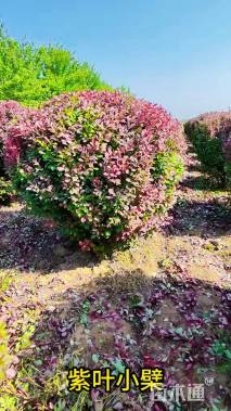 冠幅60厘米紫叶小檗球