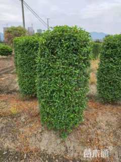 高度200厘米金禾女贞