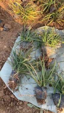 高度15厘米麦冬