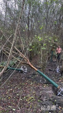 9公分四川红紫薇