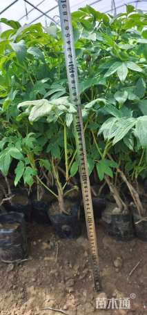 高度30厘米牡丹