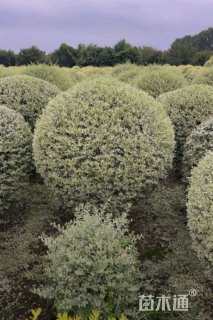 冠幅150厘米银姬小蜡球