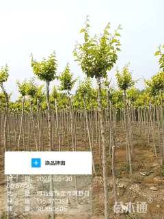 5.5公分金叶榆