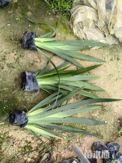 高度25厘米燕尾兰