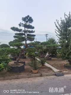 14公分造型黑松